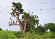 baobab.1.0.jpg - Thumbnail The Gambia