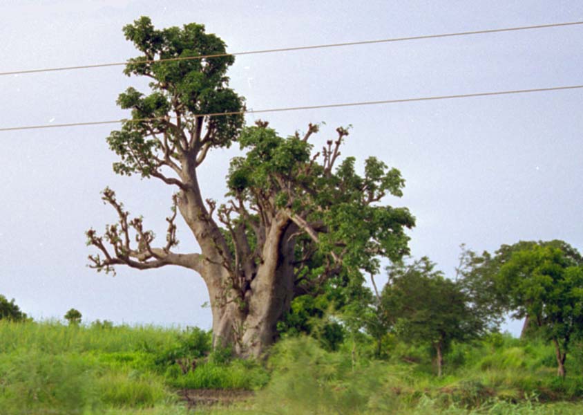 The Gambia Picture baobab.1.1.jpg