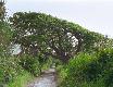 baobab.2.0.jpg - Thumbnail The Gambia