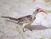 bird.1.0.jpg - Thumbnail The Gambia
