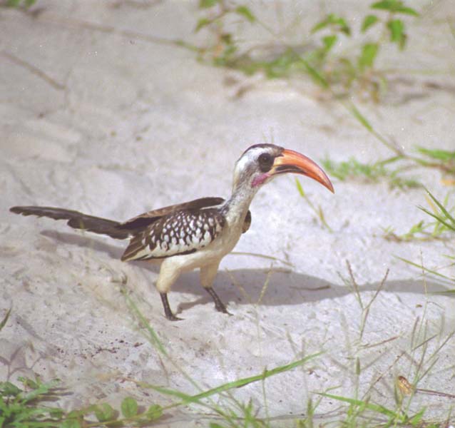 The Gambia Picture bird.1.1.jpg