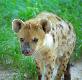 hyena.1.0.jpg - Thumbnail The Gambia