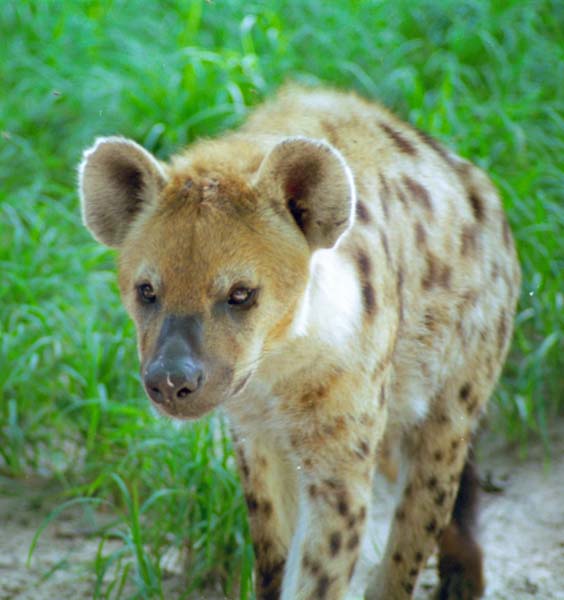 The Gambia Picture hyena.1.1.jpg