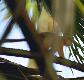 monred.2.0.jpg - Thumbnail The Gambia