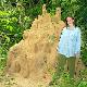 termite.1.0.jpg - Thumbnail The Gambia