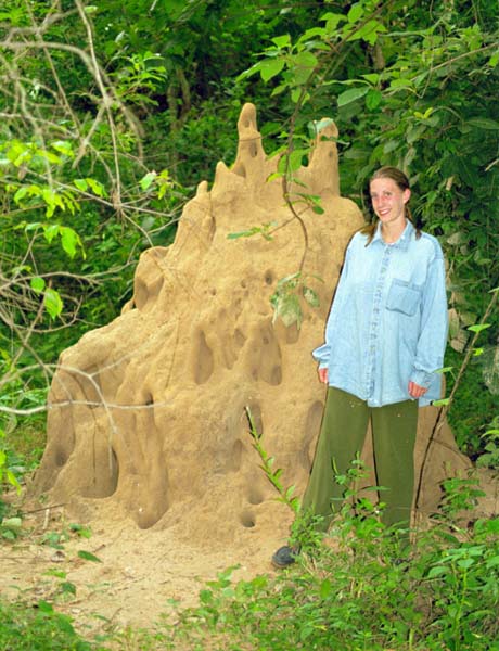 The Gambia Picture termite.1.1.jpg