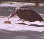 vulture.1.0.jpg - Thumbnail The Gambia
