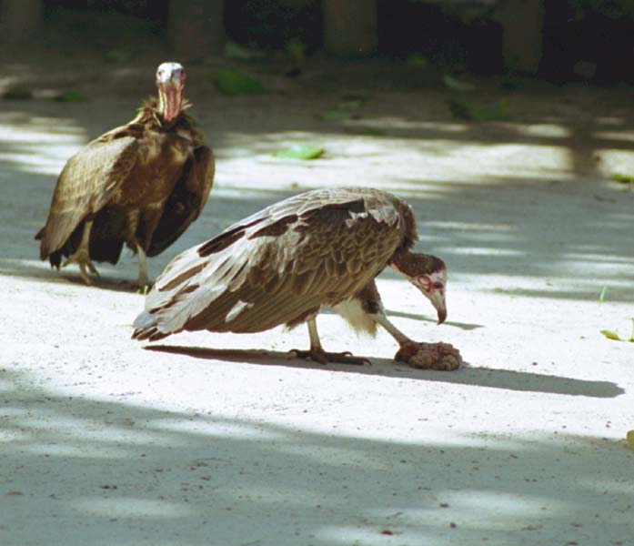The Gambia Picture vulture.2.1.jpg