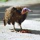vulture.3.0.jpg - Thumbnail The Gambia