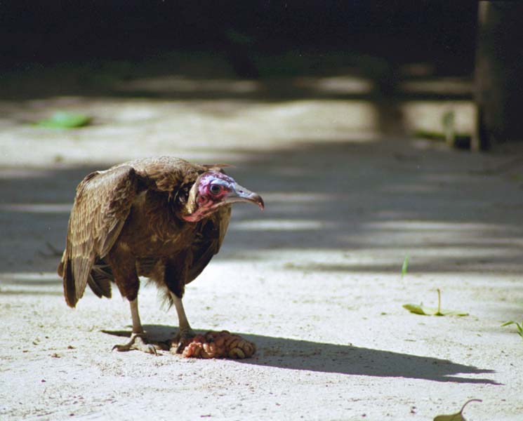 The Gambia Picture vulture.3.1.jpg