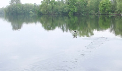 luckyenhenkwittsee