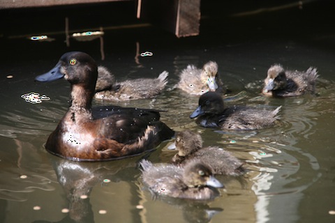 ducklings11days