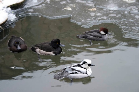 winterducks