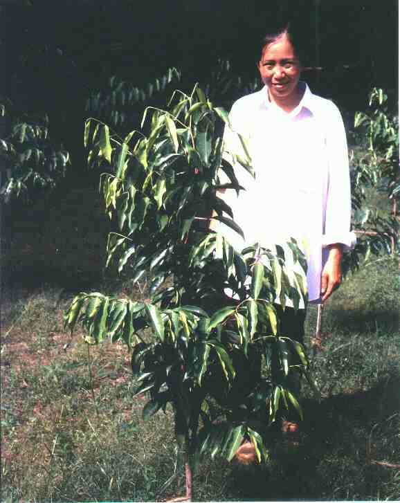 Scientist with Aquilaria planting